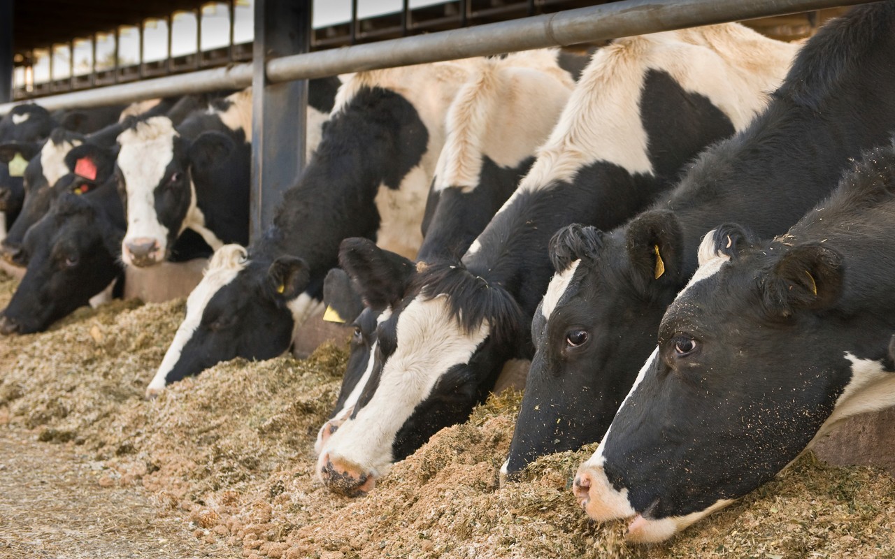 Animal_feed_pet_food
