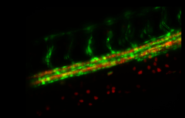 斑马鱼血管系统的光片显微镜成像
