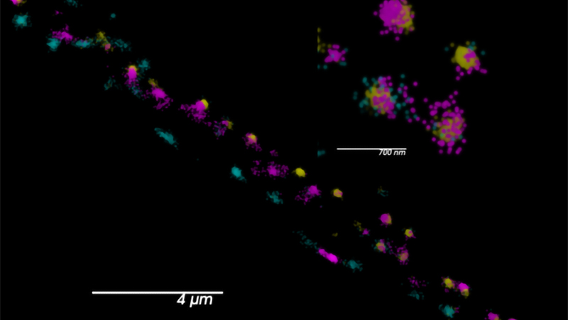 两个突触钙通道标有SNAPf::JF549(青色)和HaloTag::JF646(洋红色)。Skylan-S(黄色)表示活跃区域标记。由犹他大学乔根森实验室提供