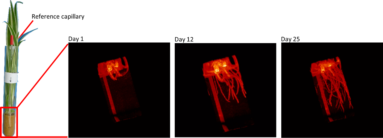 3 d observation of plant root growth using MR Microscopy Figure 1