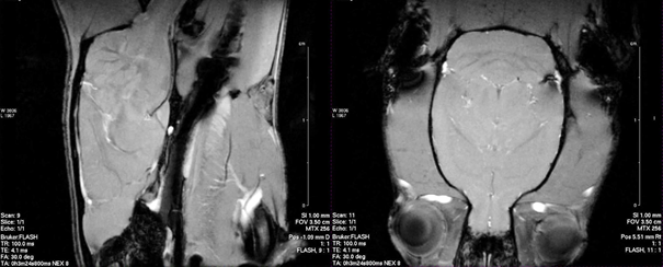 In-Vivo Rat Brain Imaging in vertical bore magnet MR-Microscopy Image 1
