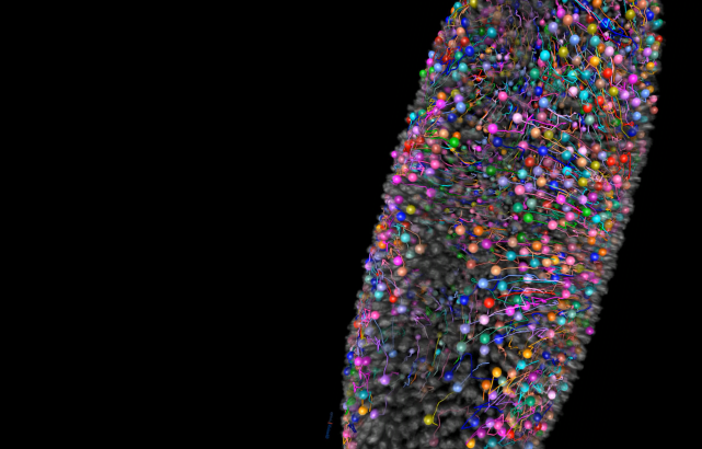 Cell tracking visualization in drosophila embryo