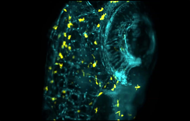 Microglia and vascular system of zebrafish imaged using light-sheet microscopy to track microglia movement.