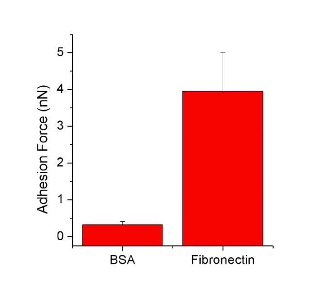 Cellhesion®-CHO细胞在BSA和纤连蛋白涂层表面的粘附