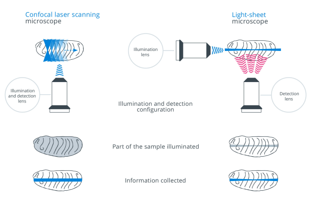 共聚焦显微镜和灯表显微镜的比较