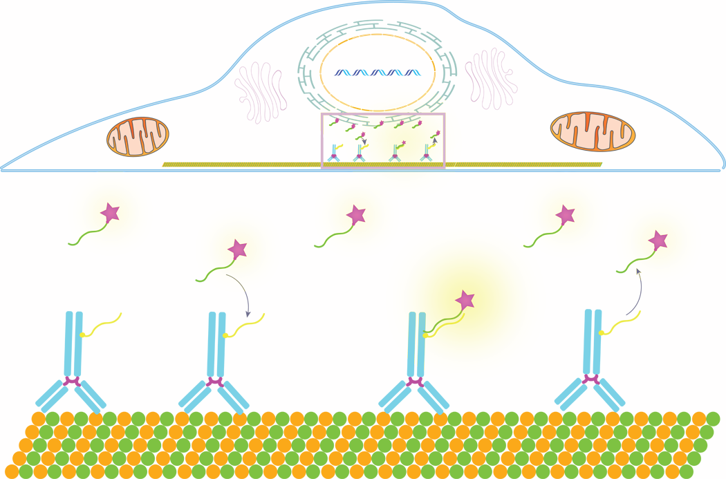 这是一幅DNA-PAINT工作原理的卡通图，显示了靶分子(如抗体)的寡基条形码，用于纳米分辨率的细胞靶的多路蛋白质组成像