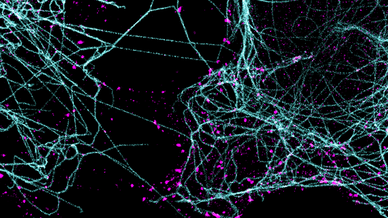 多色多路超分辨率成像的静止图像。微管蛋白聚合成长链，用青色标记。网格蛋白-组装成球形晶格-洋红色。