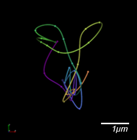 基因组学-3D可视化Orca流线