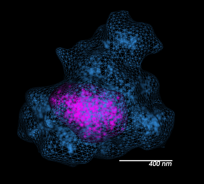 染色体19拓扑结构域（TAD，在洋红色）内（蓝色）。由哈佛大学的盖伊·尼尔（Guy Nir）和廷·吴（Ting Wu）提供。