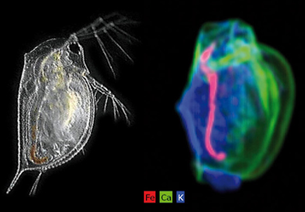 M4 TORNADO采集的水蚤微xrf图像