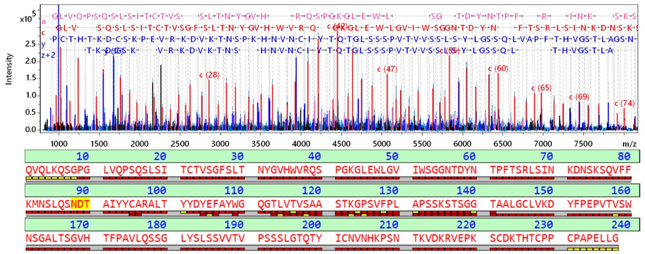 去糖基化西妥昔单抗Fd亚单位的中下游序列分析完全证实了该序列。