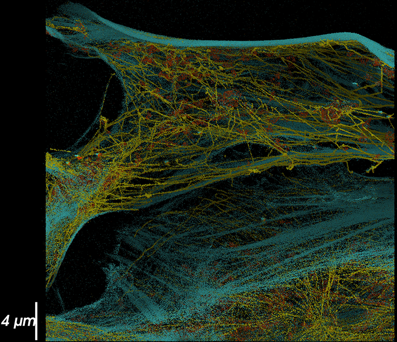 超分辨率成像，显示微管蛋白，肌动蛋白和线粒体网络的复杂相互作用