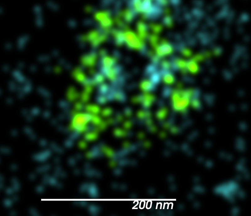 关闭网格蛋白笼,它的视图s associated actin cytoskeleton captured using DNA-PAINT
