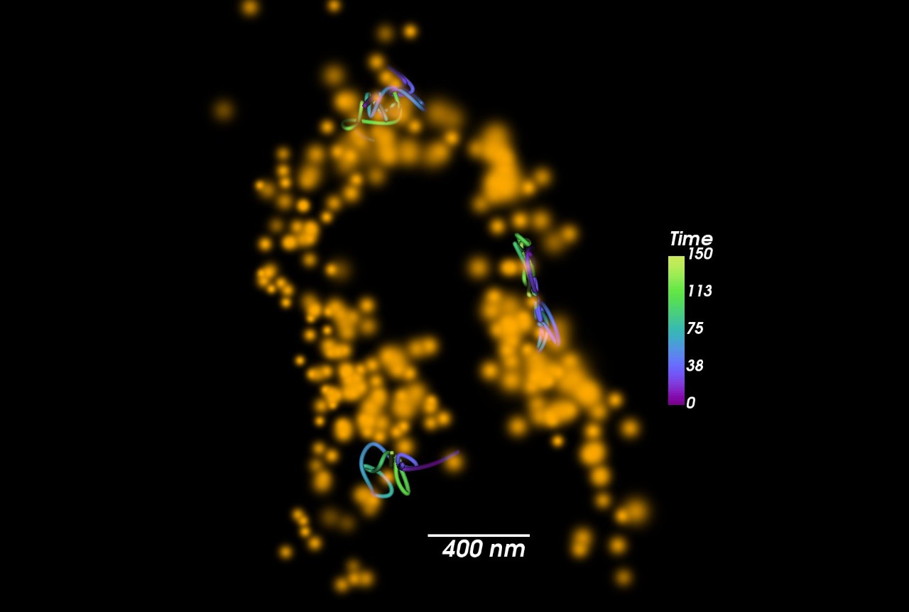 Tomm20 diffusion streamlines and the structural image of mitochondria