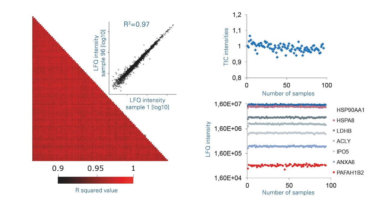 Evosep One/timsTOF Pro for clinical proteomics: reproducibility and performance level of 100 consecutive injections of 50 ng of an Hela cell digest separated with a 6 min gradient (200 samples/day method. Left: intensities correlation for the 100 runs. Middle: Illustration of LFQ outcome. Right: reproducible measurement of species with various concentration levels.