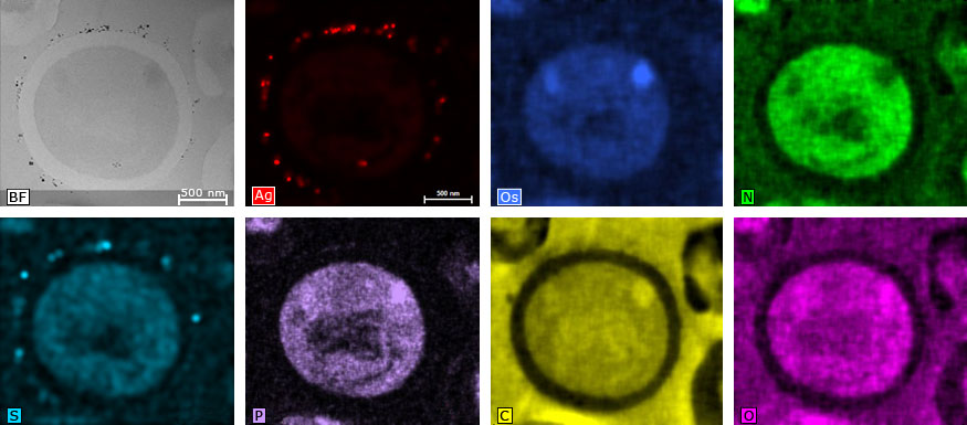 酵母细胞的明亮场图像和单个元素映射