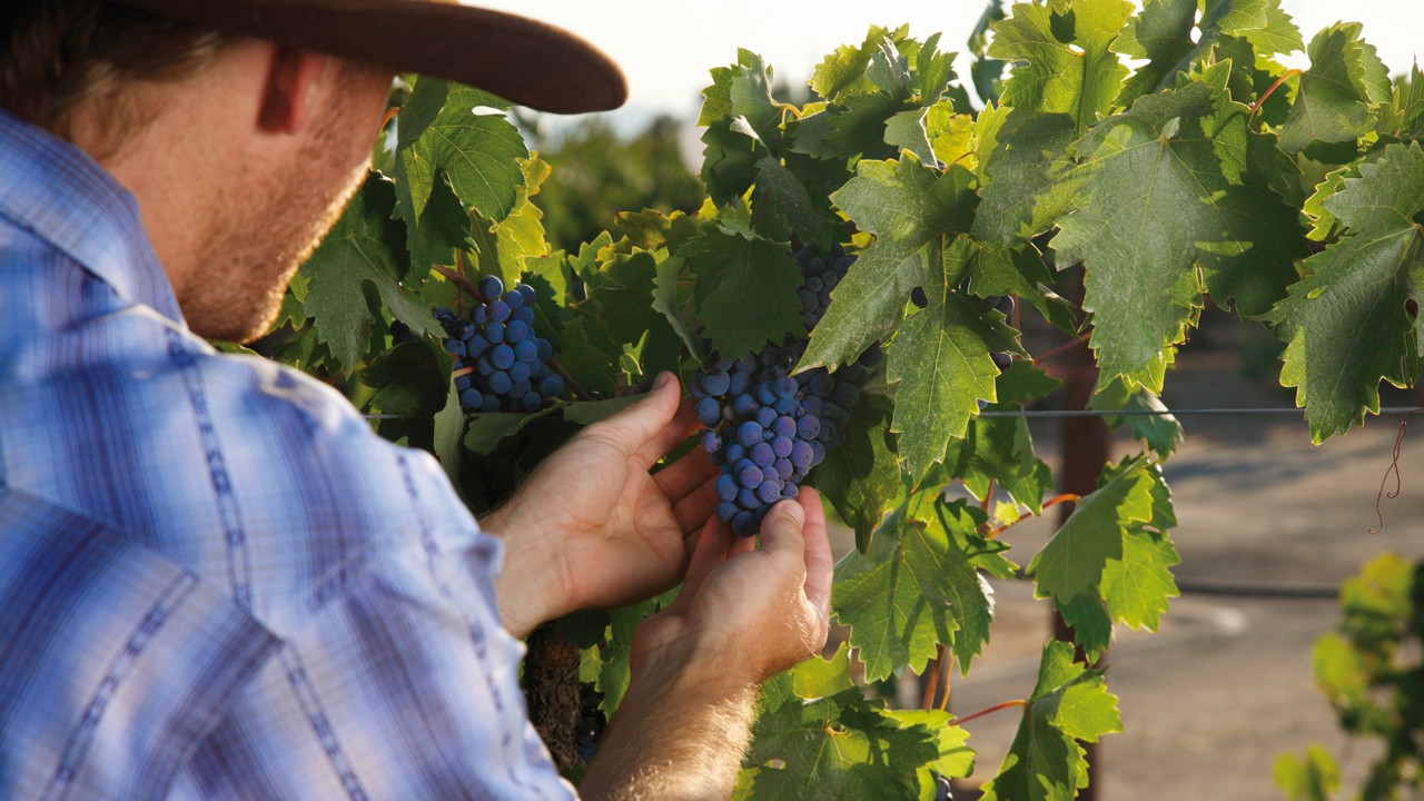 Винодел осматривает виноград на винограднике。